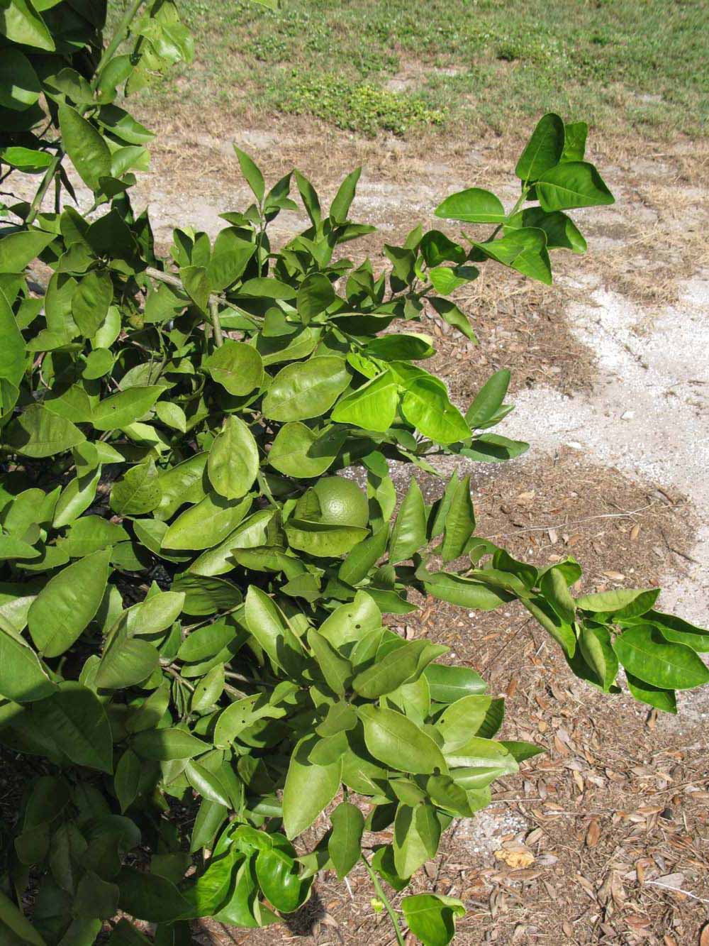              Sun leaves (Winter Haven, FL)       